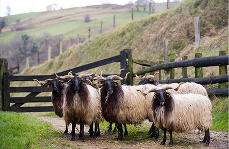 pays basque mouton